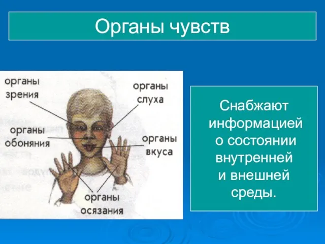 Органы чувств Снабжают информацией о состоянии внутренней и внешней среды.