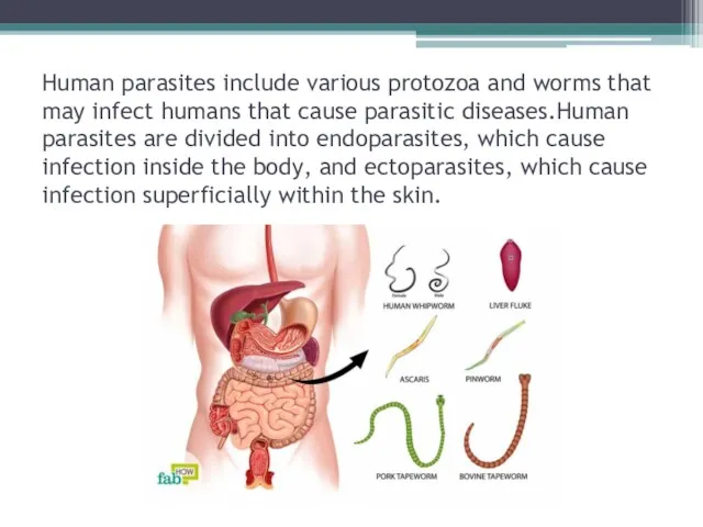 Human parasites include various protozoa and worms that may infect