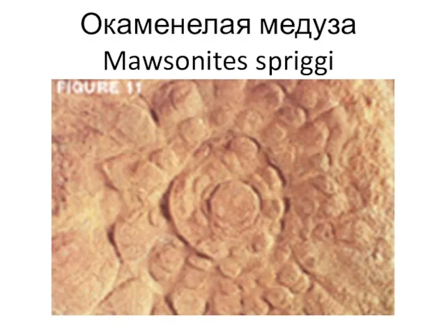Окаменелая медуза Mawsonites spriggi