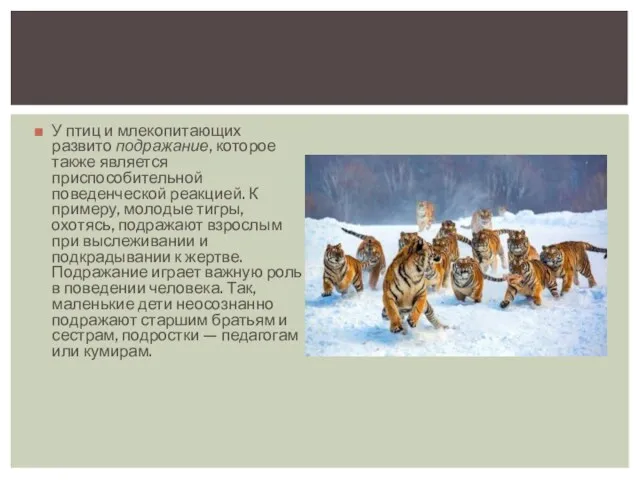 У птиц и млекопитающих развито подражание, которое также является приспособительной