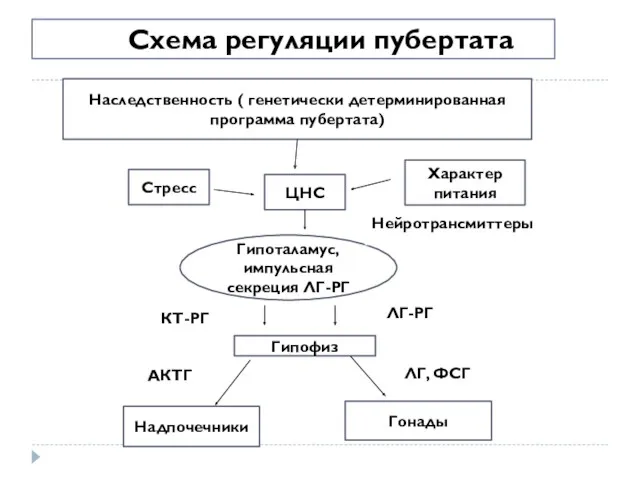 Схема регуляции пубертата Наследственность ( генетически детерминированная программа пубертата) ЦНС Стресс Гипоталамус, импульсная