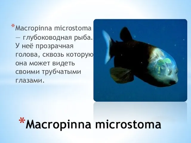 Macropinna microstoma — глубоководная рыба. У неё прозрачная голова, сквозь