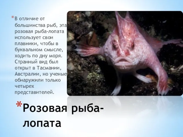 В отличие от большинства рыб, эта розовая рыба-лопата использует свои