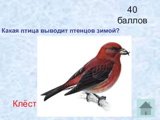 40 баллов Какая птица выводит птенцов зимой? Клёст