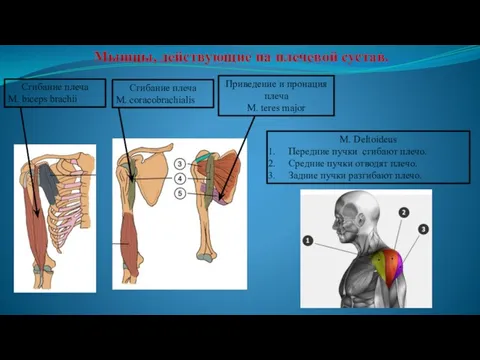 Мышцы, действующие на плечевой сустав. Сгибание плеча M. biceps brachii Приведение и пронация