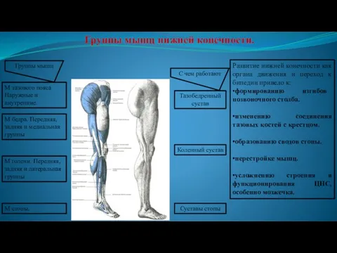 Группы мышц нижней конечности. Тазобедренный сустав Коленный сустав Суставы стопы Группы мышц М