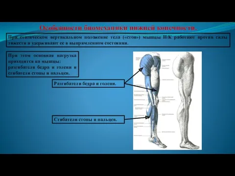 Особенности биомеханики нижней конечности. При статическом вертикальном положение тела («стоя») мышцы Н/К работают