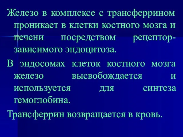 Железо в комплексе с трансферрином проникает в клетки костного мозга