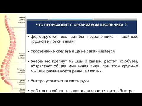 формируются все изгибы позвоночника - шейный, грудной и поясничный; окостенение