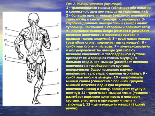 Рис. 2. Мышцы человека (вид сзади): 1 - трапецевидная мышца