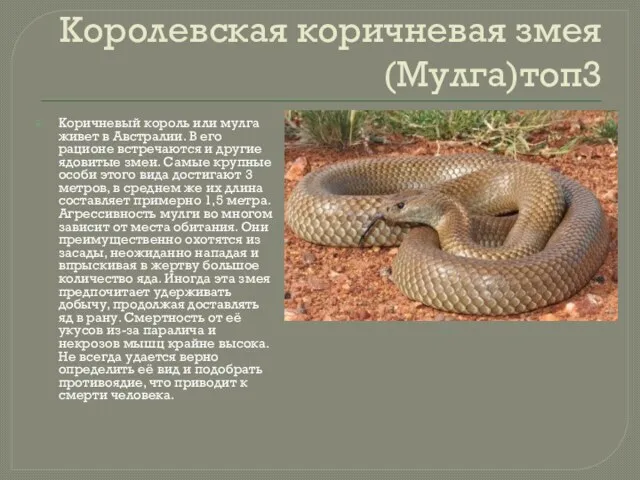 Королевская коричневая змея (Мулга)топ3 Коричневый король или мулга живет в