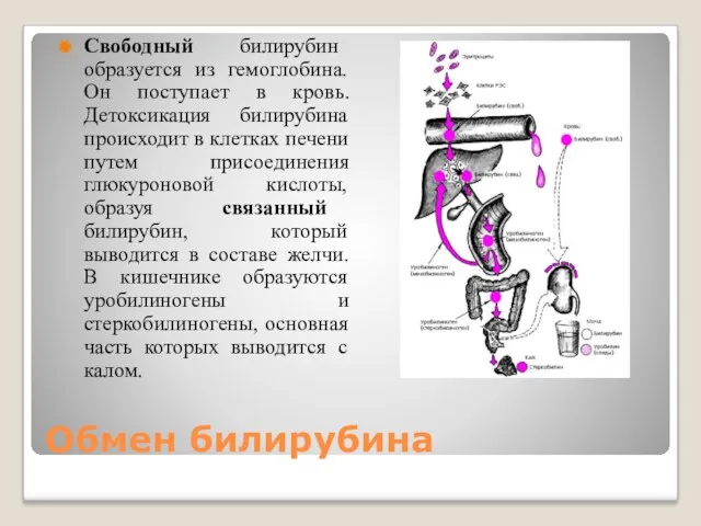 Обмен билирубина Свободный билирубин образуется из гемоглобина. Он поступает в