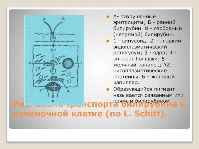 Рис. Схема транспорта билирубина в печеночной клетке (по L. Schiff).