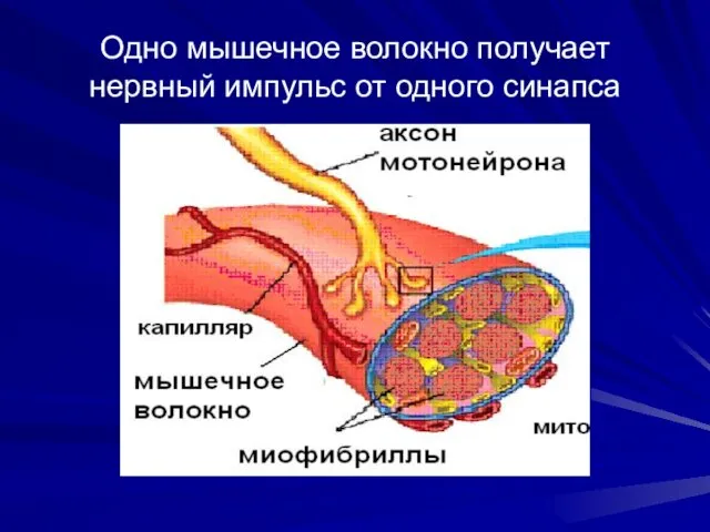 Одно мышечное волокно получает нервный импульс от одного синапса