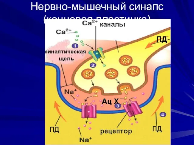 Нервно-мышечный синапс (концевая пластинка)