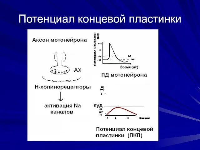 Потенциал концевой пластинки