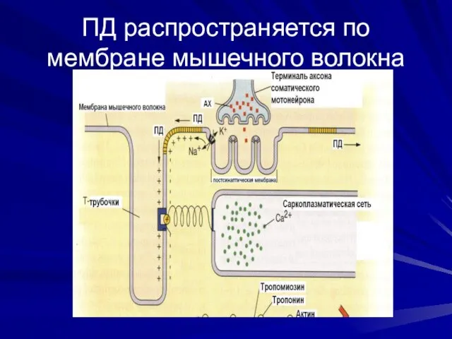 ПД распространяется по мембране мышечного волокна