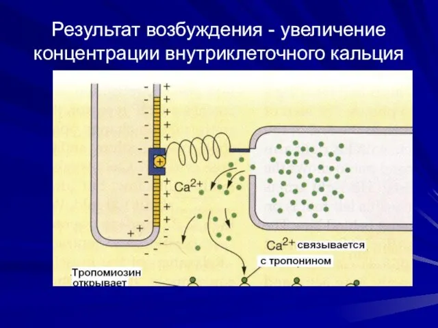 Результат возбуждения - увеличение концентрации внутриклеточного кальция