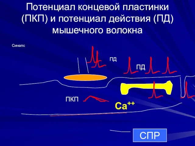 Потенциал концевой пластинки (ПКП) и потенциал действия (ПД) мышечного волокна ПКП ПД Синапс ПД Са++ СПР