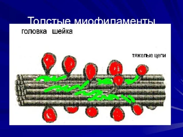 Толстые миофиламенты