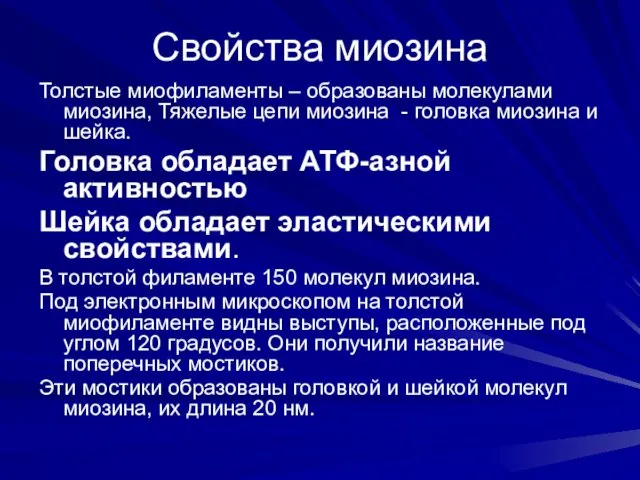 Свойства миозина Толстые миофиламенты – образованы молекулами миозина, Тяжелые цепи