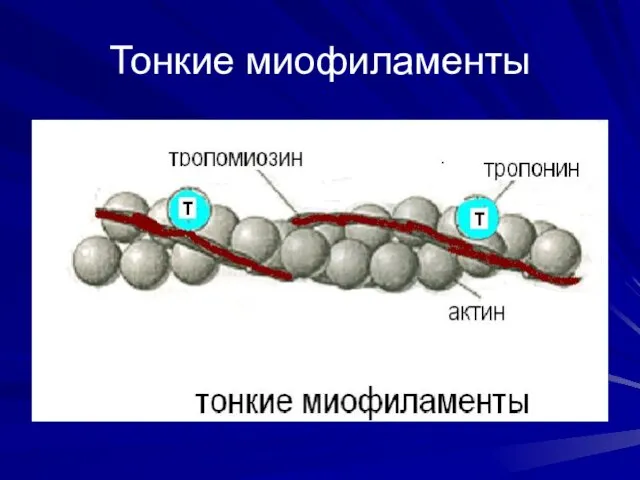 Тонкие миофиламенты