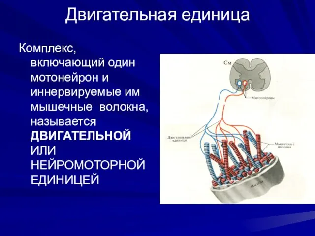 Двигательная единица Комплекс, включающий один мотонейрон и иннервируемые им мышечные волокна, называется ДВИГАТЕЛЬНОЙ ИЛИ НЕЙРОМОТОРНОЙ ЕДИНИЦЕЙ