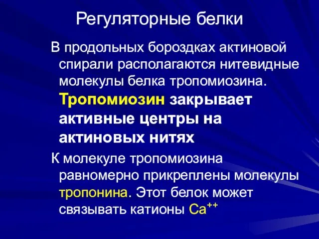 Регуляторные белки В продольных бороздках актиновой спирали располагаются нитевидные молекулы