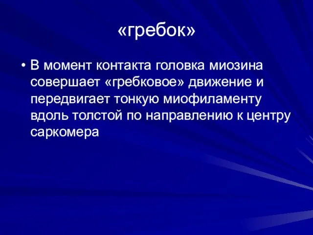 «гребок» В момент контакта головка миозина совершает «гребковое» движение и