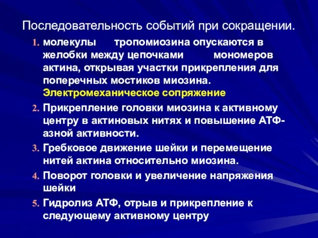 Последовательность событий при сокращении. молекулы тропомиозина опускаются в желобки между