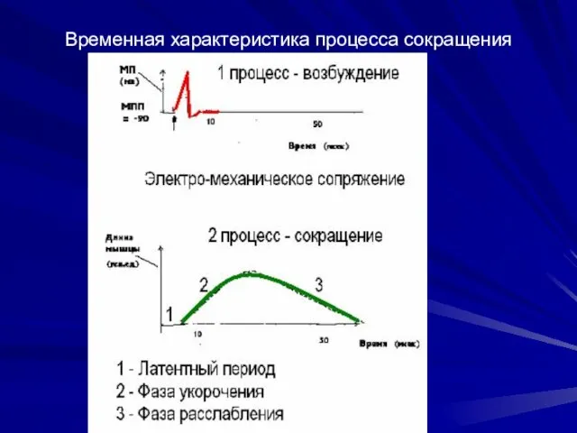 Временная характеристика процесса сокращения