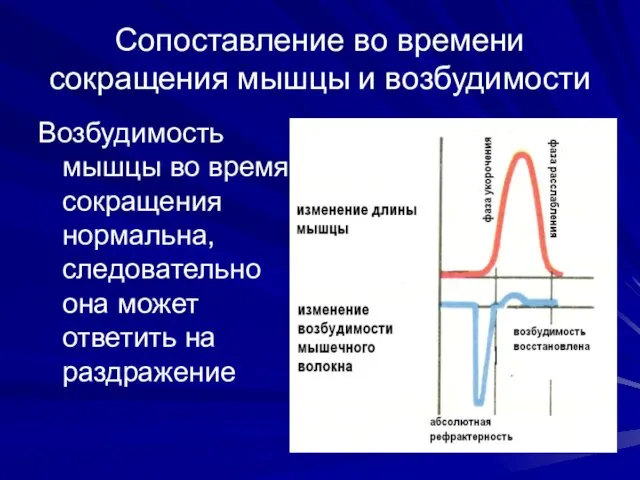 Сопоставление во времени сокращения мышцы и возбудимости Возбудимость мышцы во