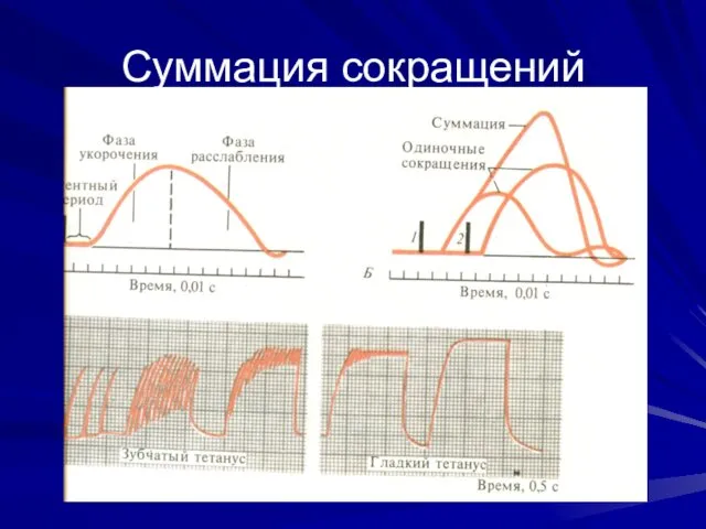 Суммация сокращений