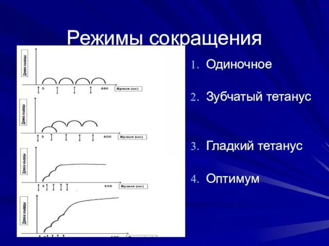 Режимы сокращения Одиночное Зубчатый тетанус Гладкий тетанус Оптимум