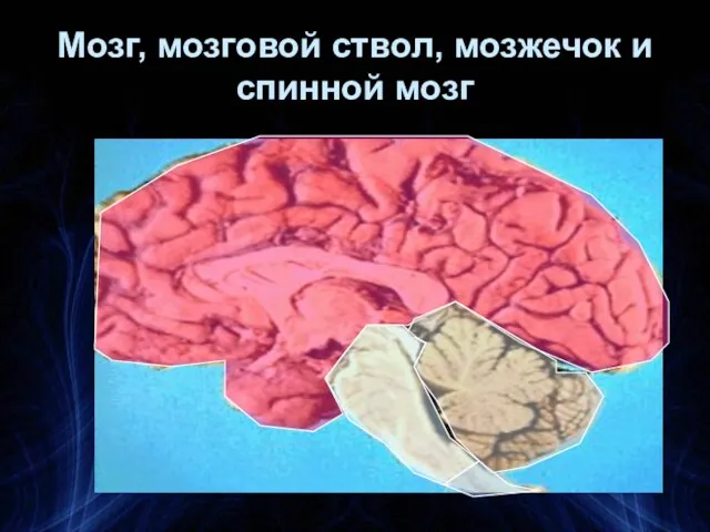 Мозг, мозговой ствол, мозжечок и спинной мозг