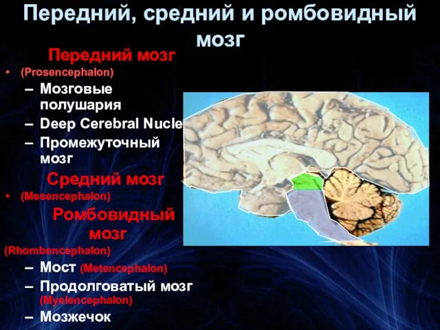 Передний, средний и ромбовидный мозг Передний мозг (Prosencephalon) Мозговые полушария Deep Cerebral Nuclei