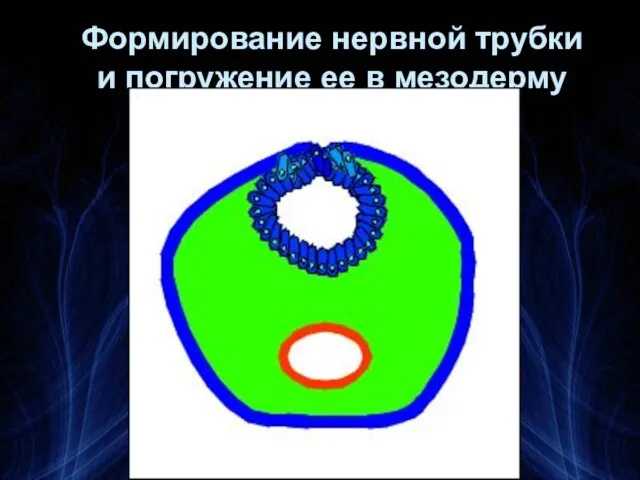 Формирование нервной трубки и погружение ее в мезодерму