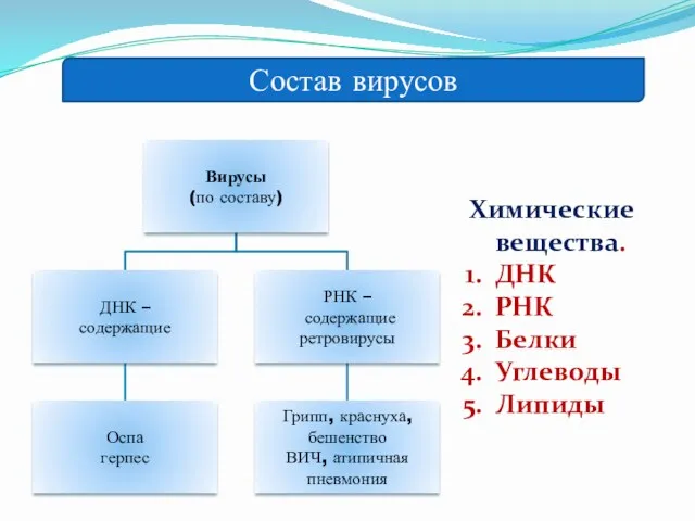 Состав вирусов Химические вещества. ДНК РНК Белки Углеводы Липиды