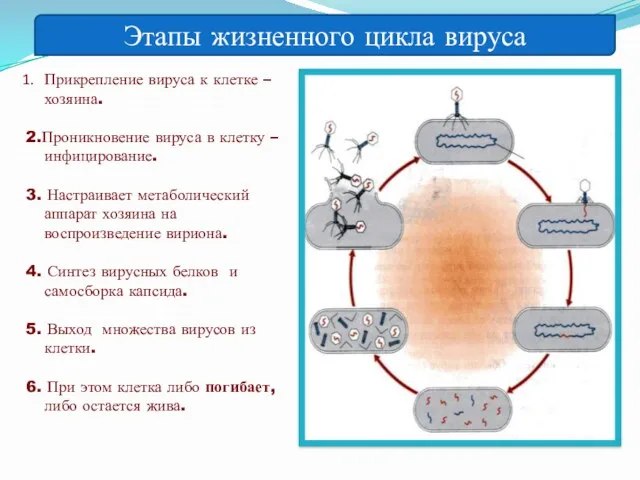 Этапы жизненного цикла вируса Прикрепление вируса к клетке –хозяина. 2.Проникновение