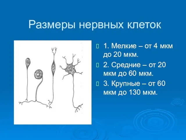 Размеры нервных клеток 1. Мелкие – от 4 мкм до