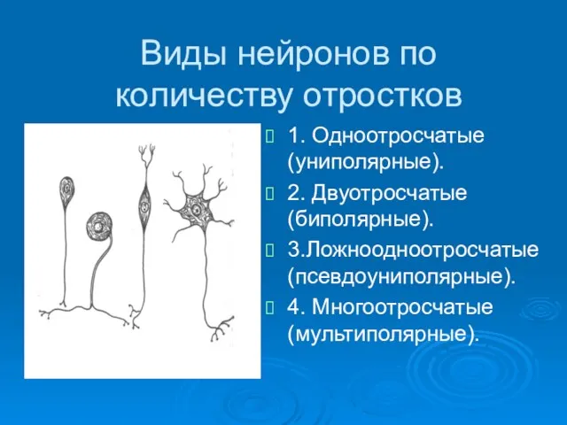 Виды нейронов по количеству отростков 1. Одноотросчатые (униполярные). 2. Двуотросчатые (биполярные). 3.Ложноодноотросчатые (псевдоуниполярные). 4. Многоотросчатые (мультиполярные).