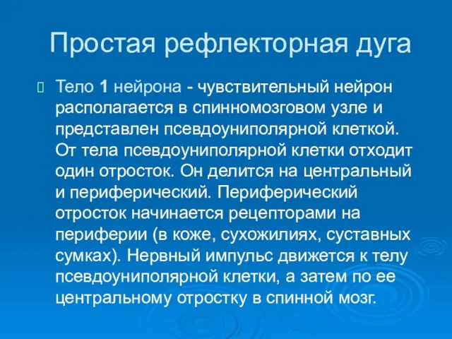 Простая рефлекторная дуга Тело 1 нейрона - чувствительный нейрон располагается