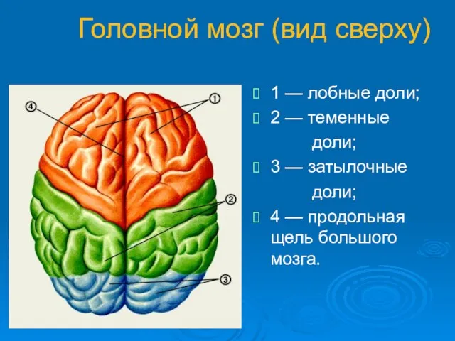 Головной мозг (вид сверху) 1 — лобные доли; 2 —