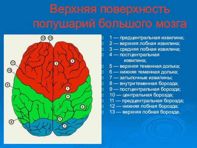 Верхняя поверхность полушарий большого мозга 1 — предцентральная извилина; 2