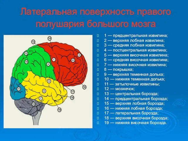 Латеральная поверхность правого полушария большого мозга 1 — предцентральная извилина;