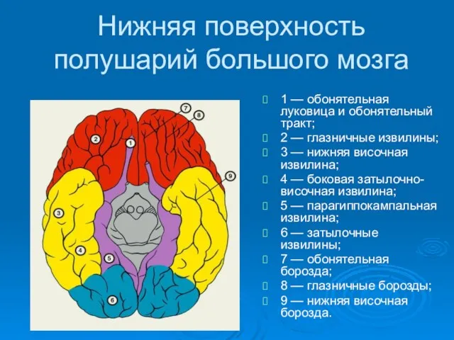 Нижняя поверхность полушарий большого мозга 1 — обонятельная луковица и