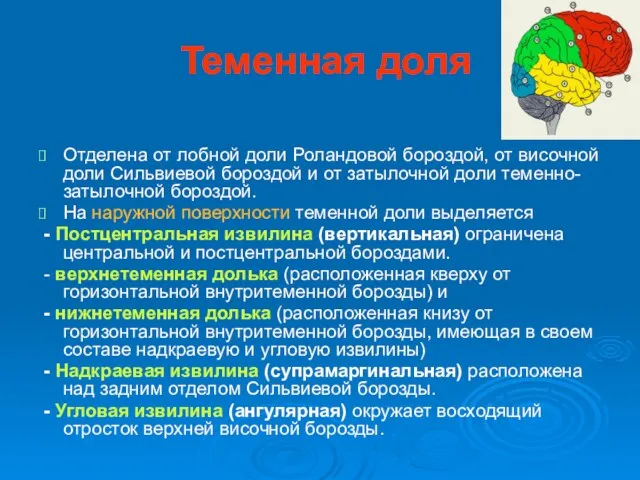 Теменная доля Отделена от лобной доли Роландовой бороздой, от височной