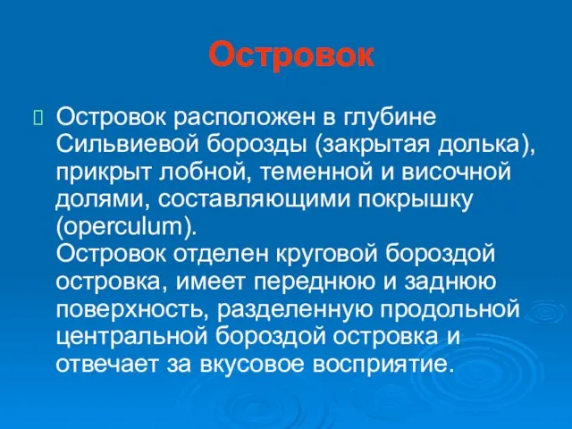 Островок Островок расположен в глубине Сильвиевой борозды (закрытая долька), прикрыт