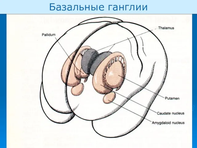 Базальные ганглии