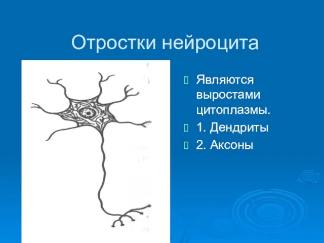 Отростки нейроцита Являются выростами цитоплазмы. 1. Дендриты 2. Аксоны